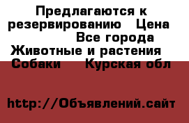 Предлагаются к резервированию › Цена ­ 16 000 - Все города Животные и растения » Собаки   . Курская обл.